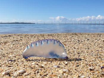 Close-up of shell on beach