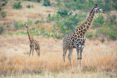 Giraffe standing in a field