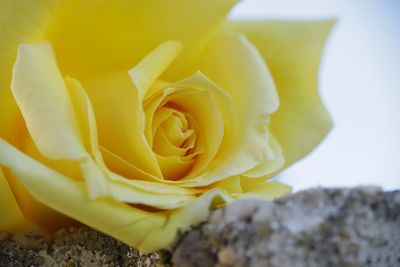 Close-up of rose flower