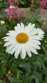 Close-up of osteospermum blooming outdoors