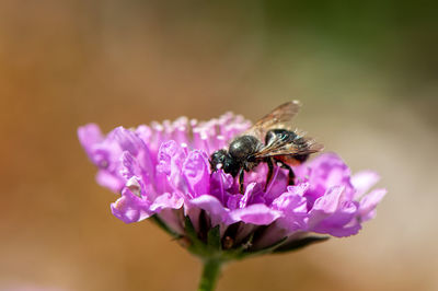 Close-up of bee pollinating on pink flower