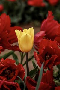 Close-up of red roses