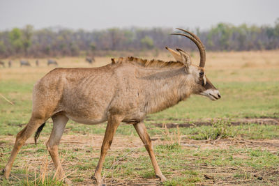 Side view of horned animal walking on field