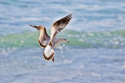 Seagull flying over sea