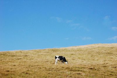 Low angle view of cow grazing on hill against blue sky