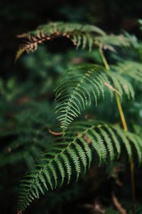 Close-up of plant