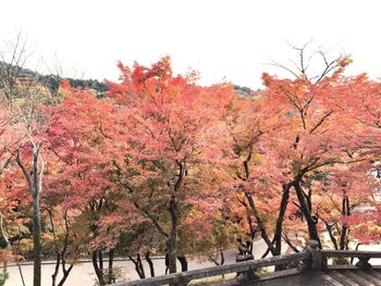 View of cherry blossom trees during autumn