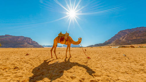 Camels walking on dirt road