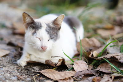 Close-up of kitten