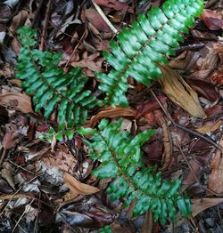 High angle view of leaves