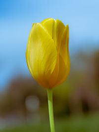 Close-up of yellow tulip