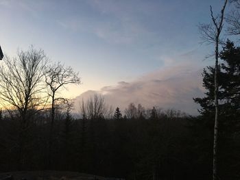 Bare trees in forest against sky