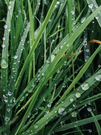 Full frame shot of wet leaves on rainy day