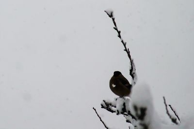 Close-up of bird perching on frozen during winter