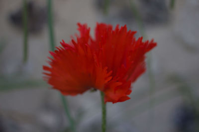 Close-up of red hibiscus