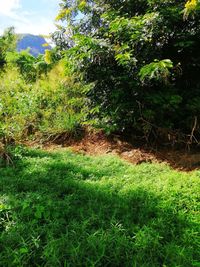 Scenic view of trees growing on field against sky