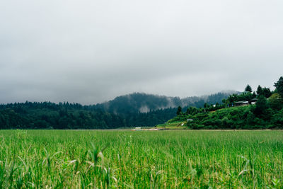 Scenic view of agricultural field against sky