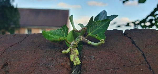 Close-up of plant against wall