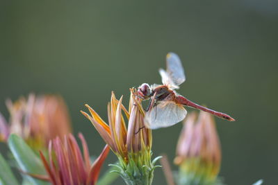 Close-up of dragonfly on flower head