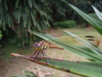 Close-up of dragonfly on plant