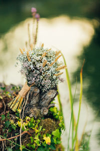 Close-up of plant growing on field