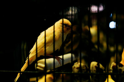 Close-up of bird in cage