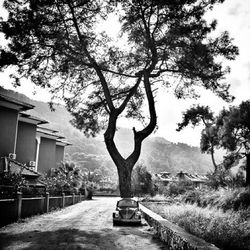 Trees by building against sky