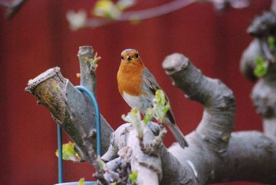 Close-up of birds perching on branch