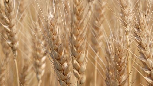 Full frame of wheat crop