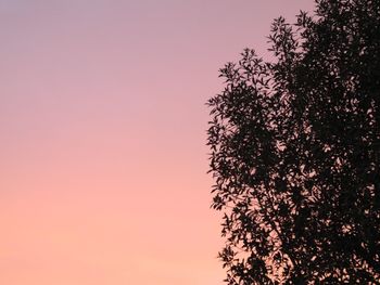 Low angle view of trees against clear sky