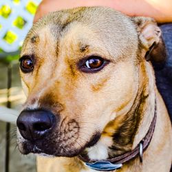 Close-up portrait of dog