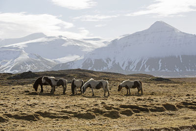 Herd of icelandic horses on a meadow in front of mountain landscape in winter