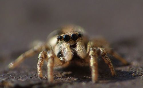 Close-up of spider