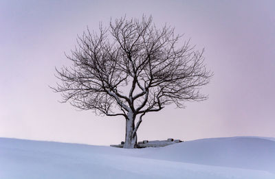 Bare tree on snow covered landscape against clear sky