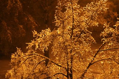 Close-up of tree against sky at night