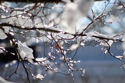 Close-up of cherry blossom during winter