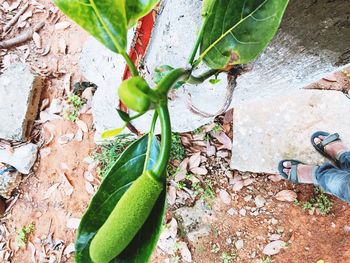 Low section of person on leaves