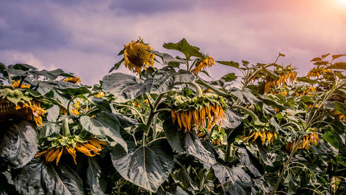 Close-up of wilted plant against cloudy sky