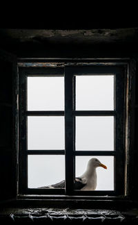 Side view of a bird in the window