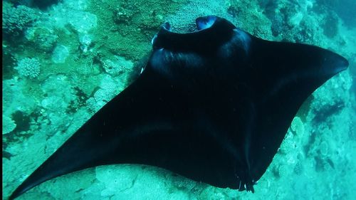 Close-up of sea lion swimming in aquarium