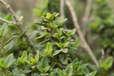 Close-up of succulent plant