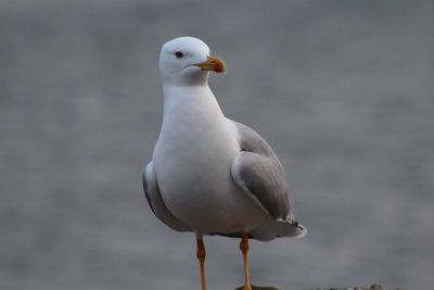 Seagull perching on a bird