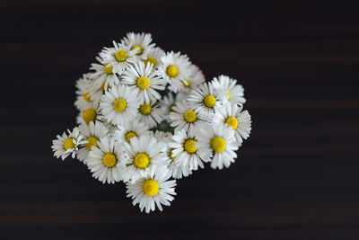 Close-up of white daisy flowers against black background