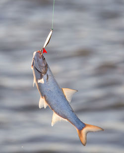 Close-up of fish on fishing rod