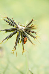 Close-up of insect on flower