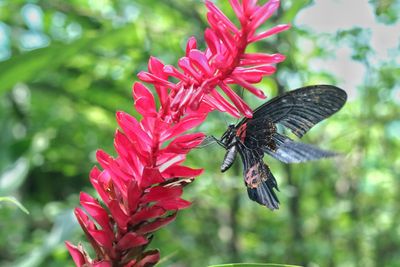 Close-up of butterfly on red flower