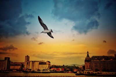 Seagull flying over city against sky during sunset