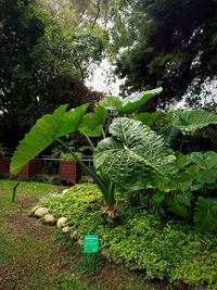 View of flowering plants and trees on field