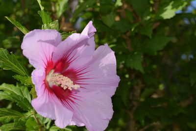 Close-up of pink hibiscus blooming outdoors