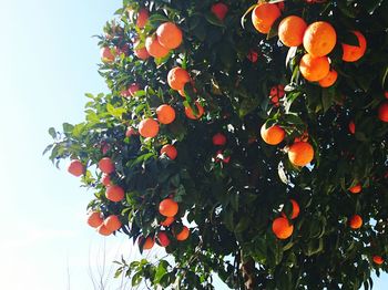 Low angle view of tree